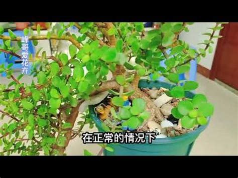 金枝玉葉植物風水